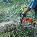 abattage d’arbre Lévis et Québec | Katra Inc
