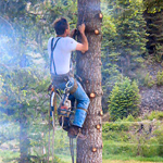 Élagage d'arbre - élagage Lévis et québec | Katra Inc