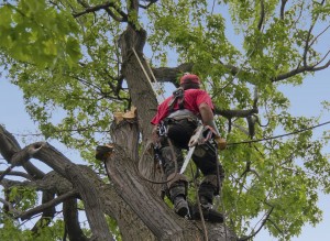 Élagage d'arbre à Lévis | Katra Inc de Québec