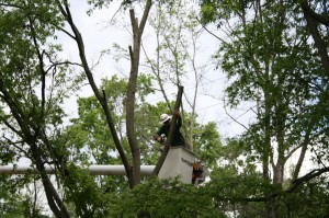 Élagage d'arbre à Lévis | Katra Inc de Québec