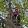 Élagage d’arbre | Katra Inc