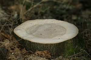 Enssouchage à Levis - Services d'arbres Katra de Québec